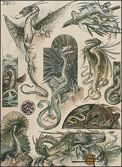 ANIMALIA & FANTASIA The Magical Worlds & Fantastic Creatures of Professor Anton Seder Slipcased