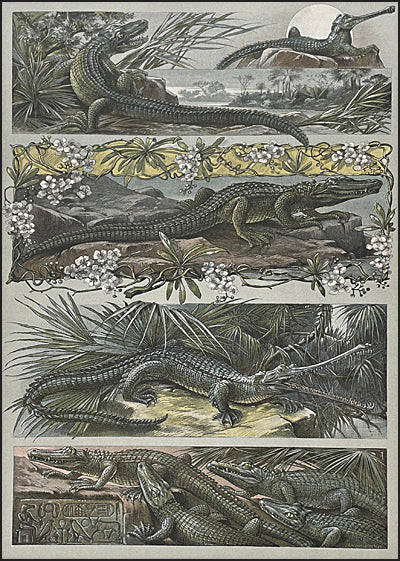 ANIMALIA & FANTASIA The Magical Worlds & Fantastic Creatures of Professor Anton Seder Slipcased